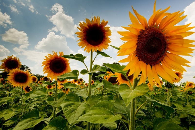 HarvEast Holding підбив виробничі підсумки 2013 року user/common.seoImage