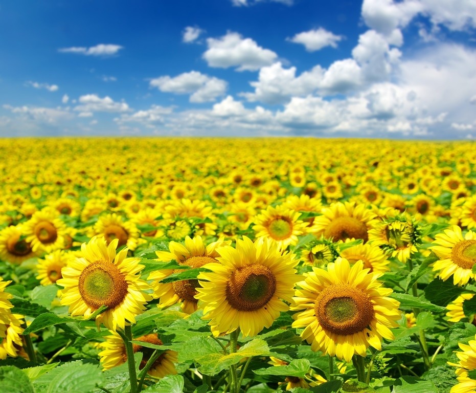 Смарт-Холдинг представляє новий корпоративний сайт user/common.seoImage